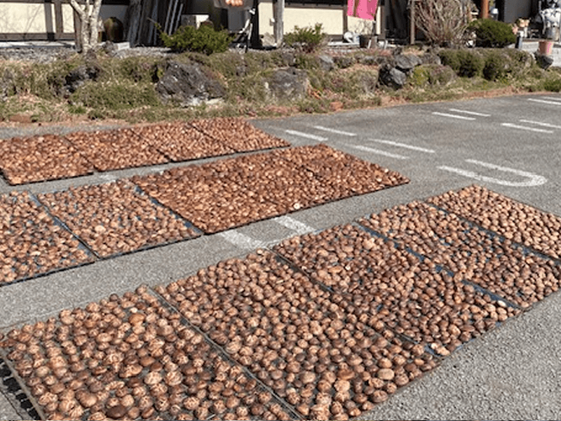 椎茸天日干し